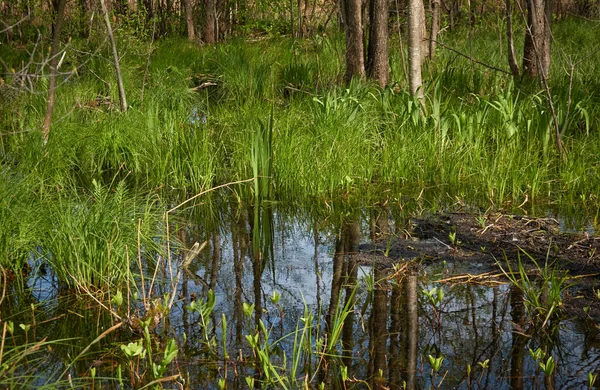 Bataklık yeşil orman ve nehir. Yumuşak güneş ışığı. Sudaki yansımalar. İlkbahar, yazın başı. Çevre, ekoloji, ekosistemler, doğa, eko-turizm. Idyllic manzara