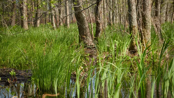 Sumpfgrüner Wald Und Fluss Sanftes Sonnenlicht Reflexionen Über Wasser Frühling — Stockfoto