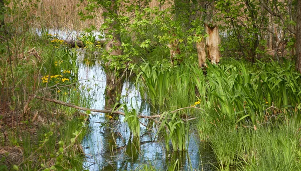 Sumpfgrüner Wald Und Fluss Sanftes Sonnenlicht Reflexionen Über Wasser Frühling — Stockfoto