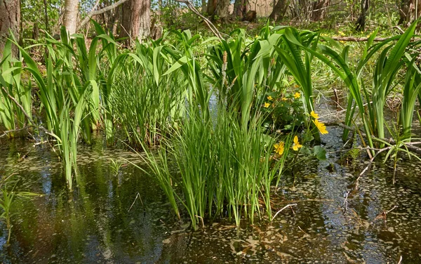 黄色の花 Caltha Palustris 湿地マリーゴールド 緑色の葉 生い茂った森の川 生態系 植物のテーマ — ストック写真