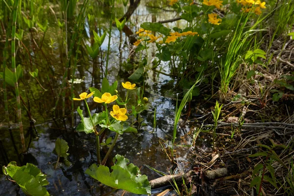 Sarı çiçekler (Caltha palustris, marsh-marigold), yeşil yapraklar. Aşırı gelişmiş orman nehri, bataklık. İlkbahar, yazın başı. Doğa, çevre, ekosistem, bitkiler, botanik temaları