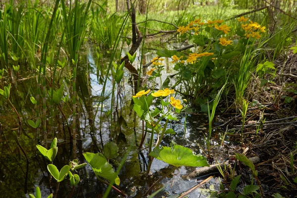 Keltaiset Kukat Caltha Palustris Suokehäkukka Vihreät Lehdet Ylikasvanut Metsäjoki Suo — kuvapankkivalokuva