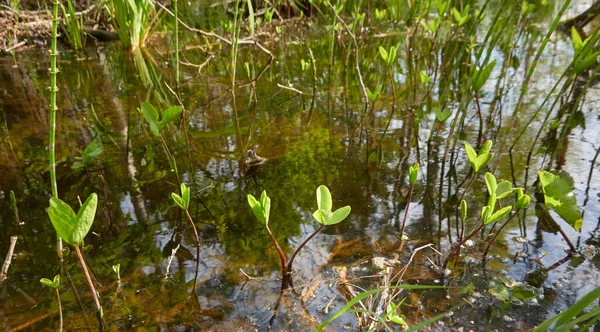 Träsk Grön Skog Och Flod Mjukt Solljus Reflektioner Vatten Våren — Stockfoto