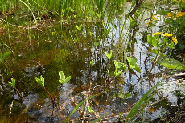 Träsk Grön Skog Och Flod Mjukt Solljus Reflektioner Vatten Våren — Stockfoto