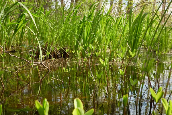 Sumpfgrüner Wald Und Fluss Sanftes Sonnenlicht Reflexionen Über Wasser Frühling — Stockfoto