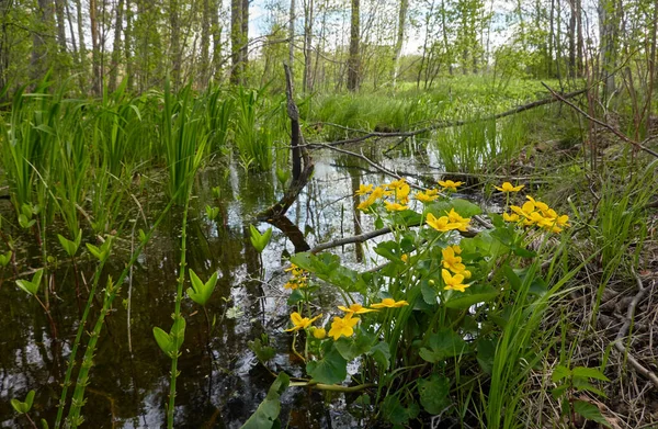 Sarı çiçekler (Caltha palustris, marsh-marigold), yeşil yapraklar. Aşırı gelişmiş orman nehri, bataklık. İlkbahar, yazın başı. Doğa, çevre, ekosistem, bitkiler, botanik temaları
