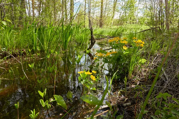 Sarı çiçekler (Caltha palustris, marsh-marigold), yeşil yapraklar. Aşırı gelişmiş orman nehri, bataklık. İlkbahar, yazın başı. Doğa, çevre, ekosistem, bitkiler, botanik temaları