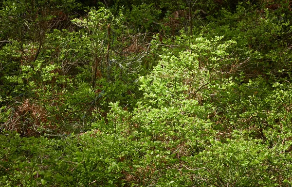 Panoramiczny Widok Zielony Las Światło Słoneczne Wśród Drzew Wiosna Wczesne — Zdjęcie stockowe