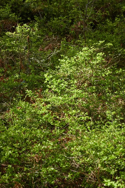 Панорамный Вид Зеленый Лес Солнечный Свет Сквозь Деревья Весна Раннее — стоковое фото