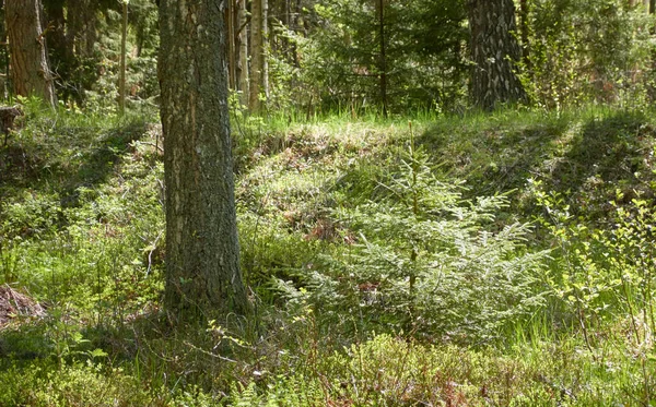 Görkemli Kuzey Evergreen Ormanı. Güçlü çam ve çam ağaçları. Yumuşak güneş ışığı, güneş ışınları. Atmosferik manzara. Doğa, çevre, eko turizm, keşif, seyahat tutkusu kavramı
