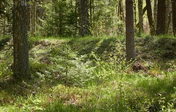 Majestätischer Immergrüner Wald Norden Mächtige Kiefern Und Fichten Sanftes Sonnenlicht — Stockfoto