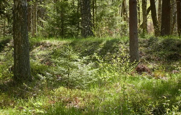 Görkemli Kuzey Evergreen Ormanı. Güçlü çam ve çam ağaçları. Yumuşak güneş ışığı, güneş ışınları. Atmosferik manzara. Doğa, çevre, eko turizm, keşif, seyahat tutkusu kavramı