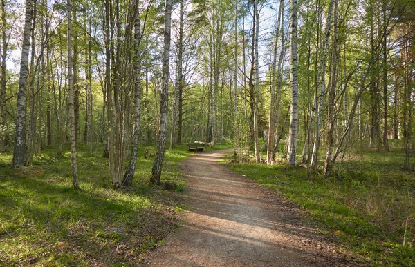 Strada Rurale Attraverso Foresta Sempreverde Panca Legno Alberi Pino Primavera — Foto Stock