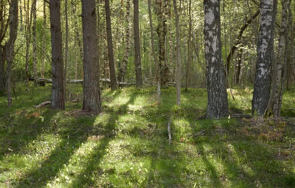 Görkemli Kuzey Evergreen Ormanı Güçlü Çam Çam Ağaçları Yumuşak Güneş — Stok fotoğraf