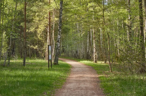 Strada Rurale Attraverso Foresta Sempreverde Alberi Pino Primavera Inizio Estate — Foto Stock