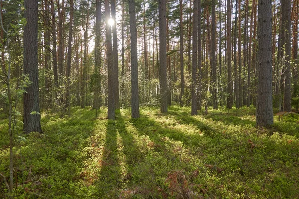 Görkemli Kuzey Evergreen Ormanı. Güçlü çam ve çam ağaçları. Yumuşak güneş ışığı, güneş ışınları. Atmosferik manzara. Doğa, çevre, eko turizm, keşif, seyahat tutkusu kavramı