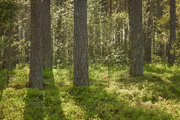 Majestosa Floresta Perene Norte Pinheiros Poderosos Árvores Abeto Luz Solar — Fotografia de Stock