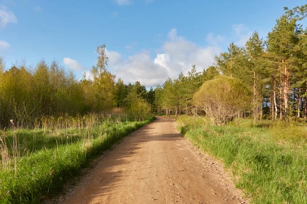 Estrada Rural Através Floresta Sempre Verde Pinhais Primavera Início Verão — Fotografia de Stock