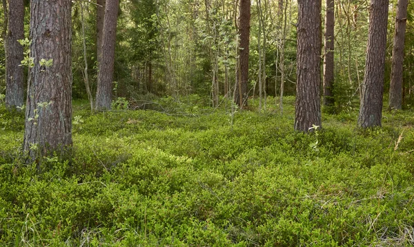 Majestueus Noordelijk Altijd Groen Bos Machtige Dennen Sparrenbomen Zacht Zonlicht — Stockfoto