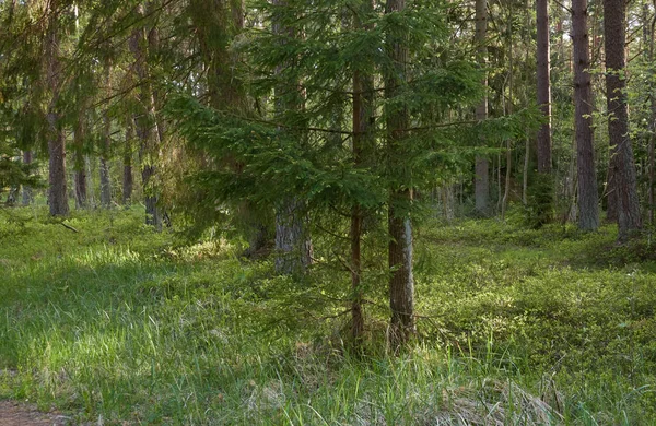 Μαγευτικό Βόρειο Αειθαλές Δάσος Δυνατά Πεύκα Και Έλατο Μαλακό Φως — Φωτογραφία Αρχείου