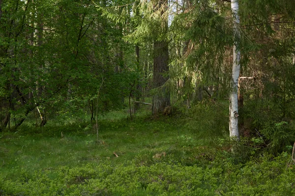 Görkemli Kuzey Evergreen Ormanı. Güçlü çam ve çam ağaçları. Yumuşak güneş ışığı, güneş ışınları. Atmosferik manzara. Doğa, çevre, eko turizm, keşif, seyahat tutkusu kavramı