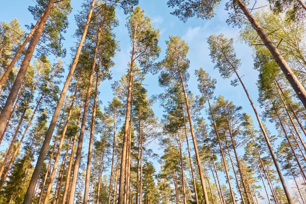 Величественный Северный Вечнозеленый Лес Могучие Сосны Вид Снизу Мягкий Солнечный — стоковое фото