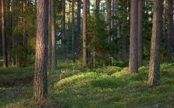 Majestic Northern Evergreen Forest Mighty Pine Spruce Trees Soft Sunlight — Stock Photo, Image