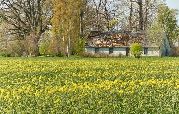 Old Traditional Country House Green Forest Lawn Blooming Rapeseed Field — Stock Photo, Image