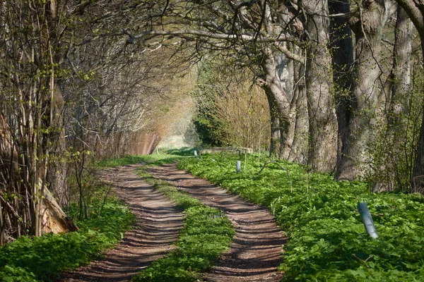 Orman parkında bir yol. Doğal tünel. Güçlü ağaçlar, bitkiler. Güneş ışığı, yumuşak güneş ışığı. Atmosferik rüya gibi bahar manzarası. Saf doğa, ekoloji