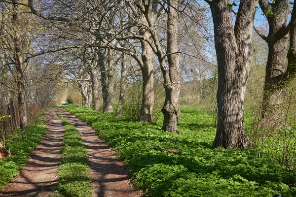 Camino Parque Forestal Túnel Natural Árboles Poderosos Plantas Luz Del — Foto de Stock