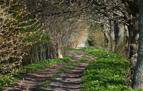 Orman parkında bir yol. Doğal tünel. Güçlü ağaçlar, bitkiler. Güneş ışığı, yumuşak güneş ışığı. Atmosferik rüya gibi bahar manzarası. Saf doğa, ekoloji
