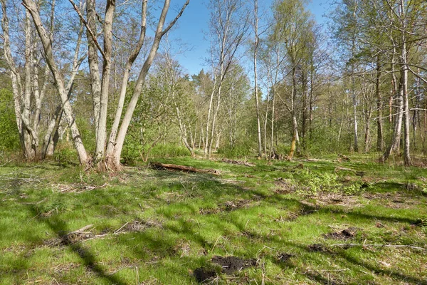 Vista Panorâmica Parque Florestal Árvores Caídas Troncos Árvores Plantas Folhas — Fotografia de Stock