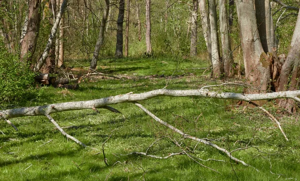 Vista Panorâmica Parque Florestal Árvores Caídas Troncos Árvores Plantas Folhas — Fotografia de Stock