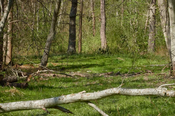 Orman parkının panoramik manzarası. Devrilmiş ağaçlar, ağaç gövdeleri, bitkiler, yeşil yapraklar, çalılar. İlkbahar, yazın başı. Doğa, çevre, ekoloji, ormansızlaşma. yeniden ağaçlandırma temaları