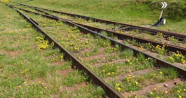 Railroad Green Grass Flowers Concept Urban Landscape Freight Transportation Global — Stock Photo, Image