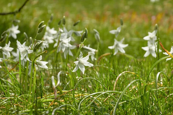 Blooming White Ornithogalum Wildflowers Green Lawn City Park Sunny Spring — Stock Photo, Image