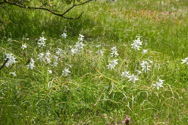 Blooming White Ornithogalum Wildflowers Green Lawn City Park Sunny Spring — Stock Photo, Image
