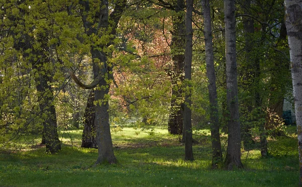 Güneşli bir günde orman parkının panoramik manzarası. Güçlü ağaçlar, bitkiler. Yumuşak güneş ışığı. Atmosferik manzara. Doğa, çevre, ekoloji, eko-turizm, kuzey yürüyüşü, keşif