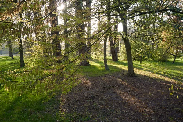 Panoramiczny Widok Park Leśny Słoneczny Dzień Potężne Drzewa Rośliny Miękkie — Zdjęcie stockowe