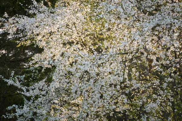 Arbusto Floreciente Parque Ciudad Hojas Verdes Flores Blancas Luz Solar — Foto de Stock