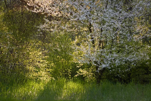 Blühender Strauch Einem Stadtpark Grüne Blätter Weiße Blüten Sanftes Sonnenlicht — Stockfoto