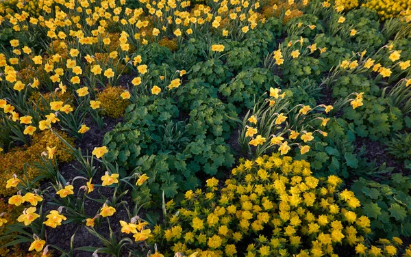 Flores Narciso Amarelo Florescendo Gramado Verde Parque Cidade Primavera Início — Fotografia de Stock