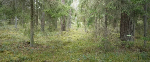 Panoramic View Majestic Evergreen Forest Mighty Pine Spruce Trees Moss — Stock Photo, Image