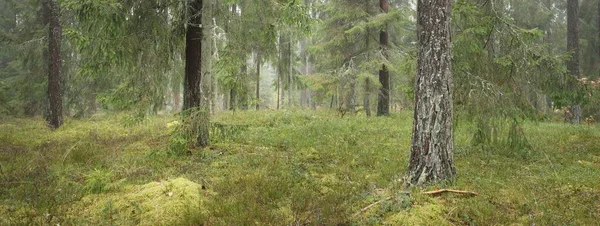 Görkemli Evergreen Ormanı 'nın panoramik manzarası. Güçlü çam ve çam ağaçları, yosun, eğrelti otu, bitkiler. Sis, sis, yumuşak güneş ışığı. Atmosferik manzara. Doğa, çevre, ekoloji. İsveç, İskandinavya