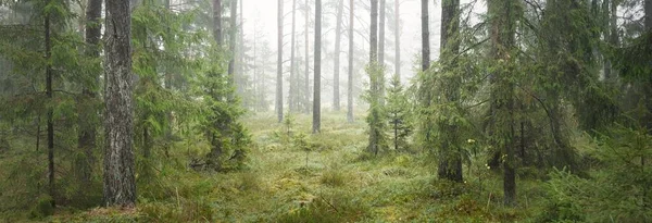 Panoramisch Uitzicht Het Majestueuze Altijdgroene Bos Machtige Dennen Sparren Bomen — Stockfoto