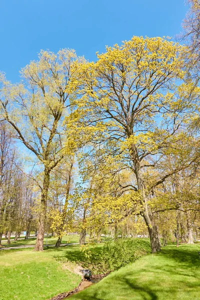 Small River Canal Forest Park Mighty Green Deciduous Trees Wildflowers Stock Photo