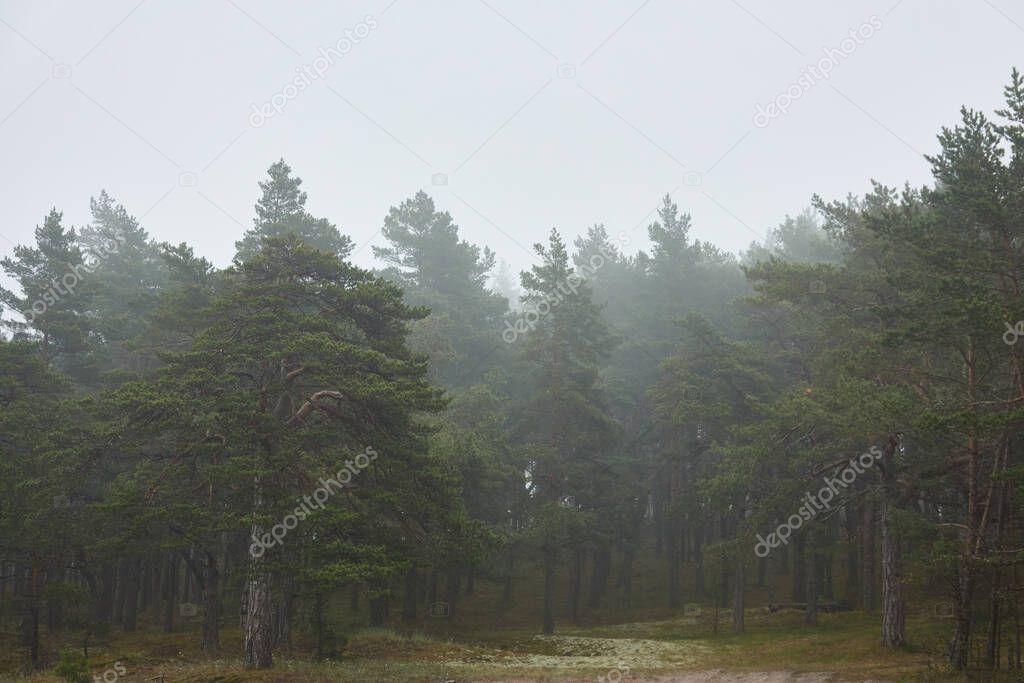 Majestic evergreen forest in a thick white fog. Pine and spruce trees. Rainy day. Scandinavia. Pure nature, environmental conservation, ecology. eco tourism, national park, nature reserve concepts