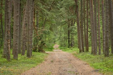 Sonsuz yeşil ormandan geçen kırsal yol. Çam ağaçları. İlkbahar, yazın başı. Doğa, temiz hava, eko turizm, yürüyüş, koşu, bisiklet, spor, boş zaman aktivitesi, sağlıklı yaşam tarzı kavramları