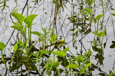 Kristal berrak su. Yeşil bitkiler, yapraklar, çimenler. Soyut doğal doku, arka plan, grafik kaynaklar. Doğa, çevre teması. Huzur, saflık, meditasyon kavramları.