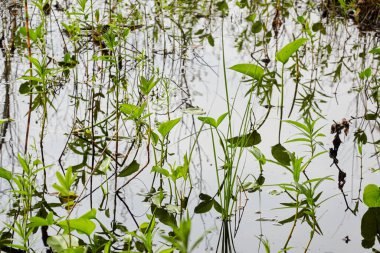 Kristal berrak su. Yeşil bitkiler, yapraklar, çimenler. Soyut doğal doku, arka plan, grafik kaynaklar. Doğa, çevre teması. Huzur, saflık, meditasyon kavramları.